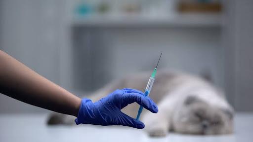 Eutanásia na óptica dos veterinários: dificuldades enfrentadas