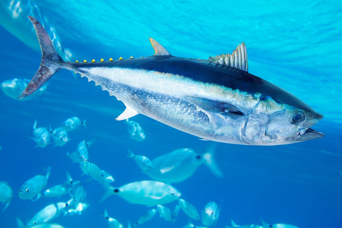 Homem pesca atum gigante de 280 kg e vende por R$ 16 mil