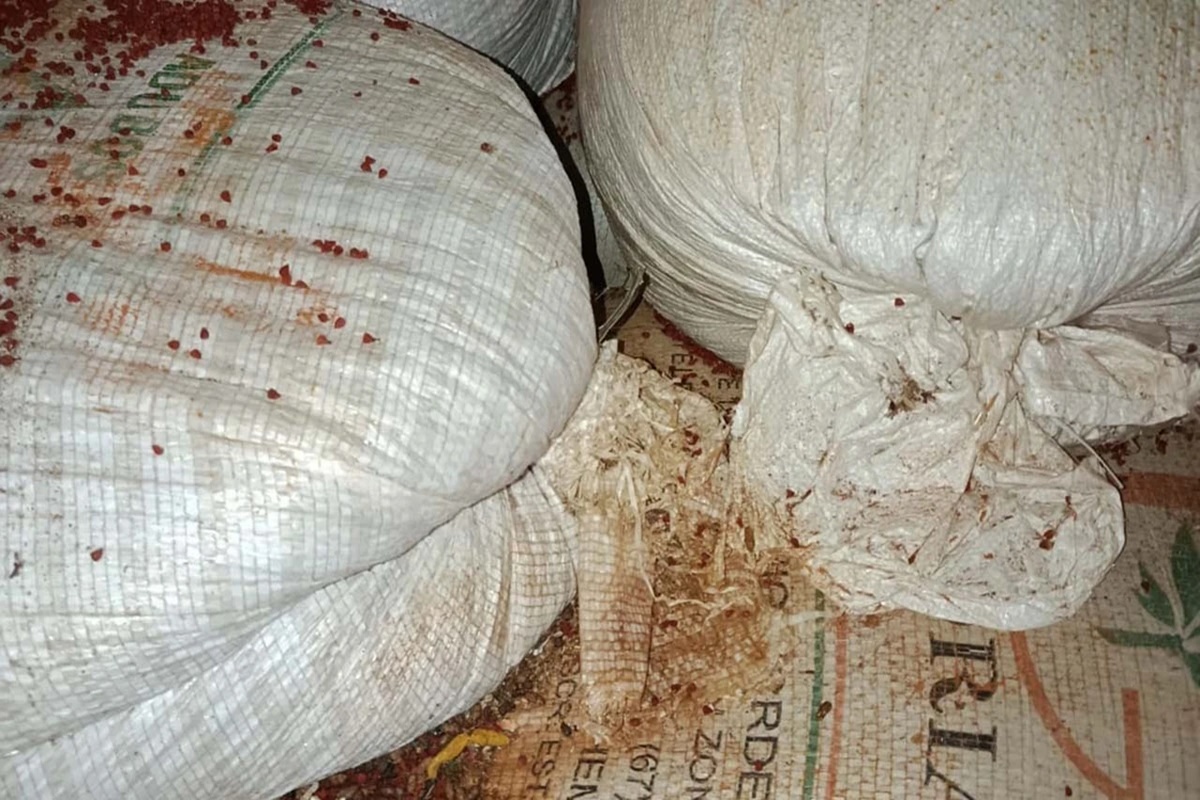 BA: vigilância sanitária encontra fezes de rato em fábricas de tempero