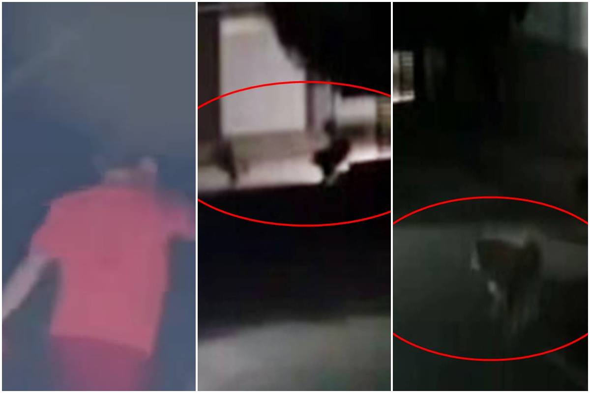 Veja momento em que procurador-geral é executado ao andar com cachorro