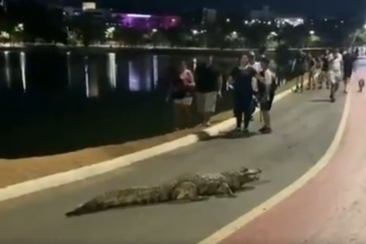 Vídeo: jacaré sai de lagoa para passear e bloqueia ciclovia