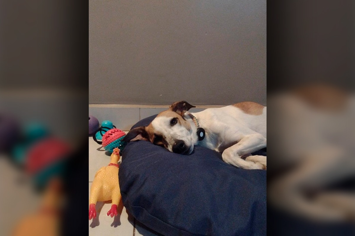 Cachorro some após ser atacado por outros dois durante passeio no DF