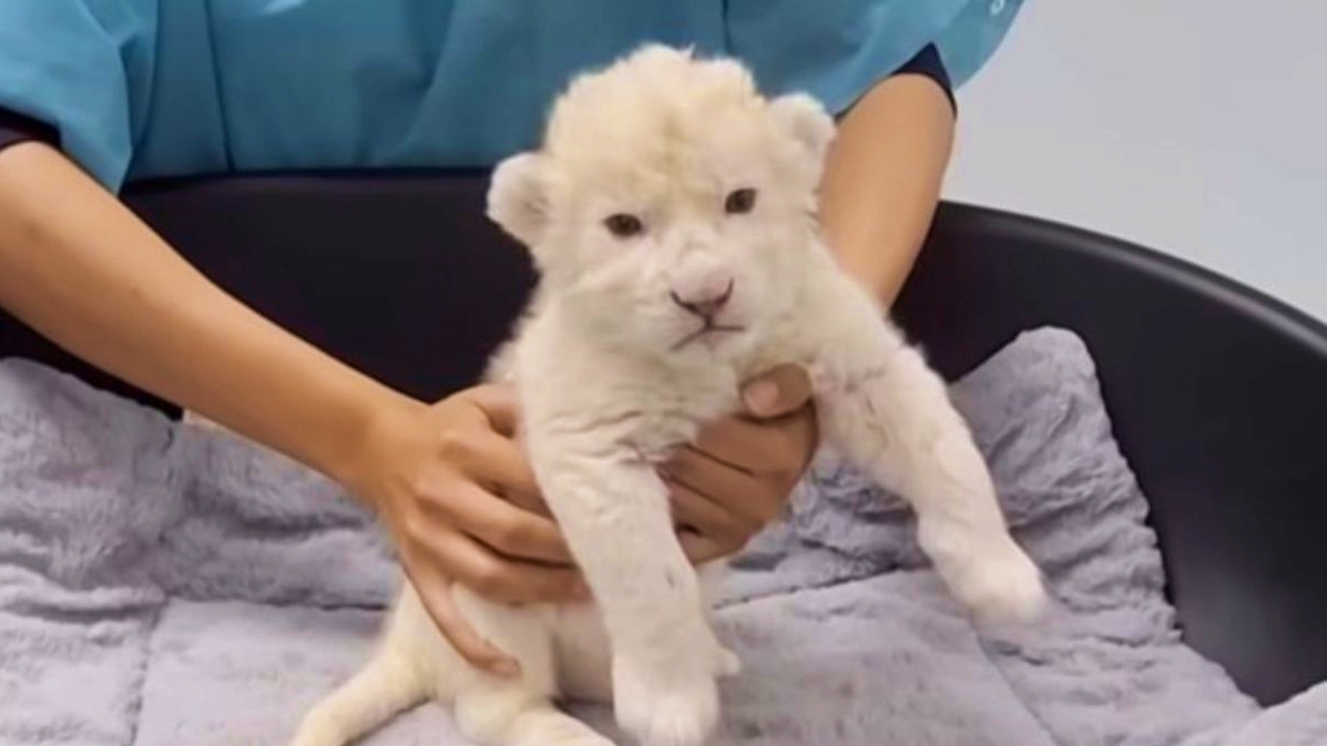 Branquinhos como a neve: 2 filhotes de leão branco nascem na Venezuela