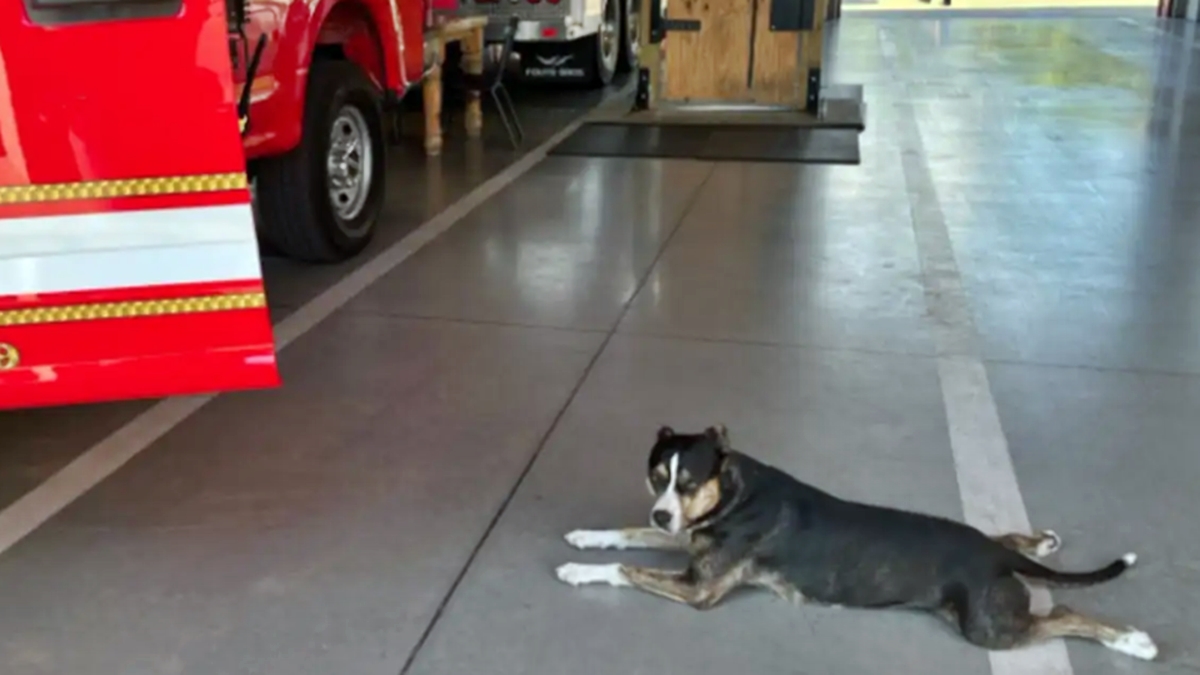 Cadela perdida e machucada comove bombeiros ao pedir abrigo em quartel