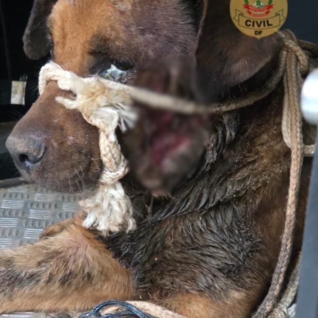 Cão em estado grave é salvo e tutora é detida por crueldade em Samambaia
