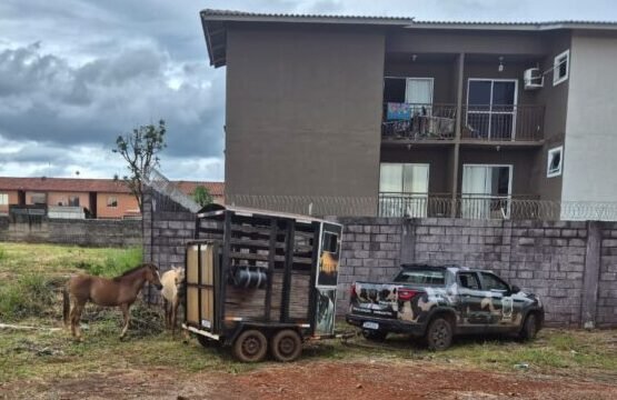 Secretaria de Meio Ambiente de Valparaíso apreende cavalos soltos em vias públicas