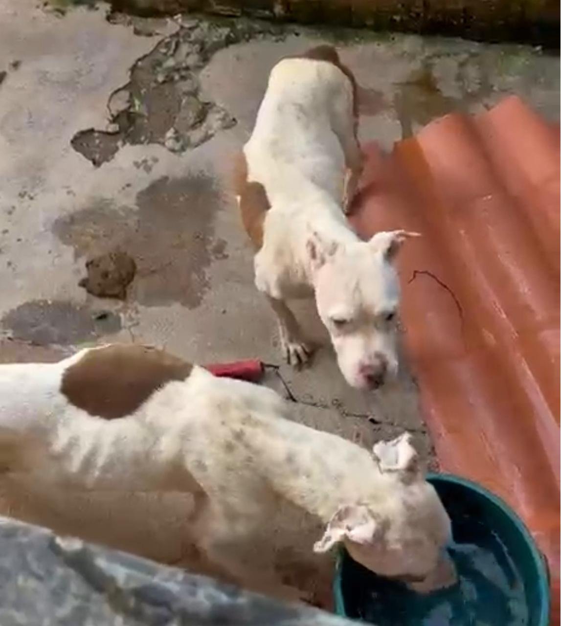 Cães da raça pit bull são encontrados abandonados e maltratados em Valparaíso