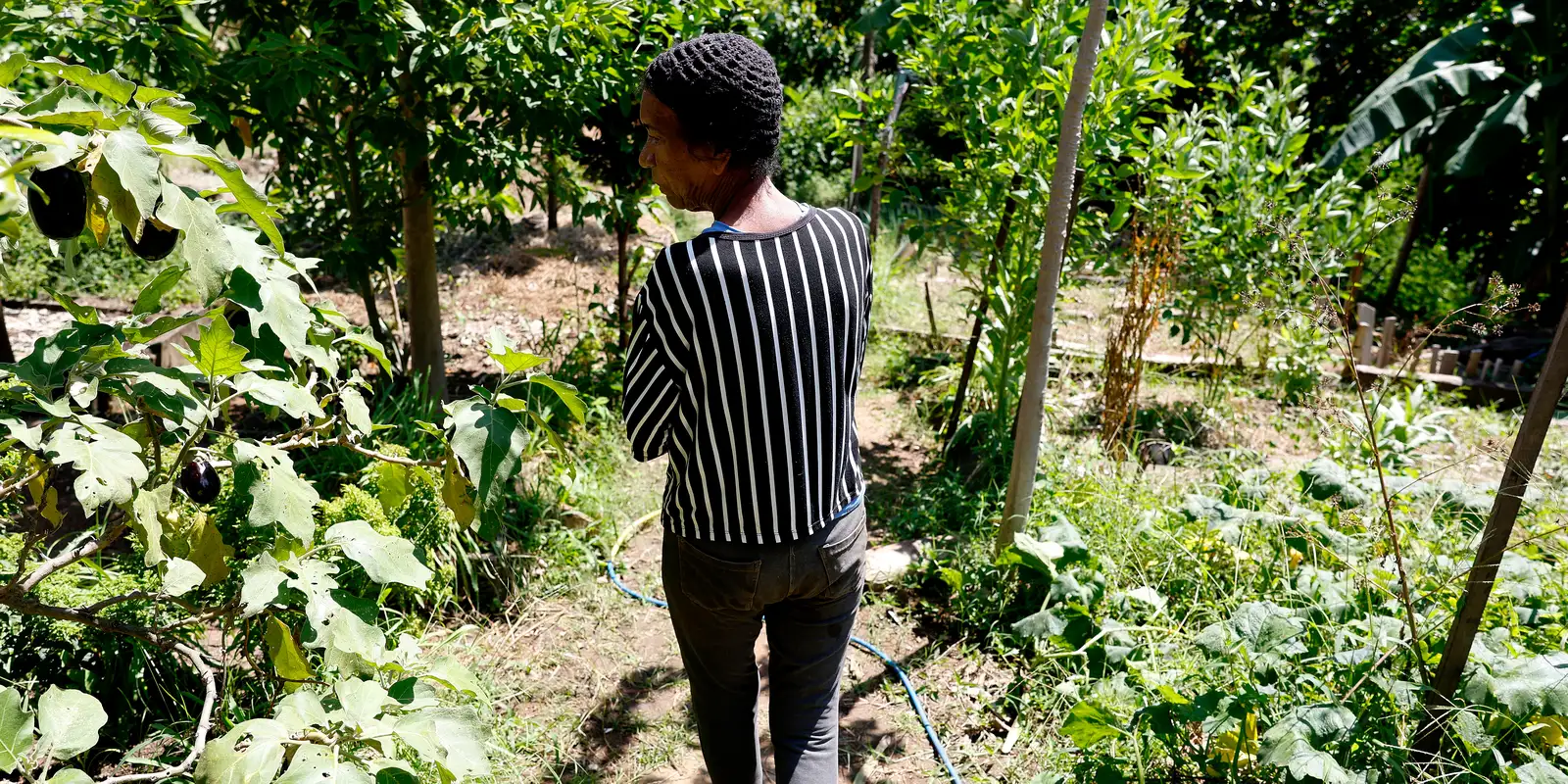 Horta comunitária no Salgueiro floresce com memórias, cuidado e cidadania