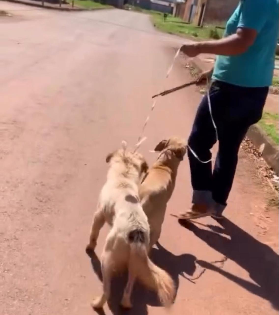 Jovem com deficiência auditiva é visto arrastando cães em Valparaíso