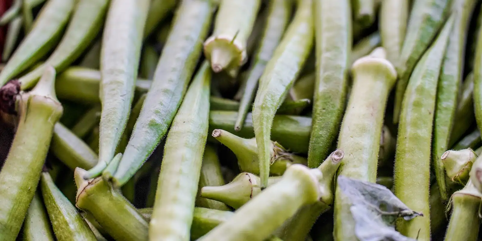 Garantia-Safra: divulgada lista de beneficiários de abril