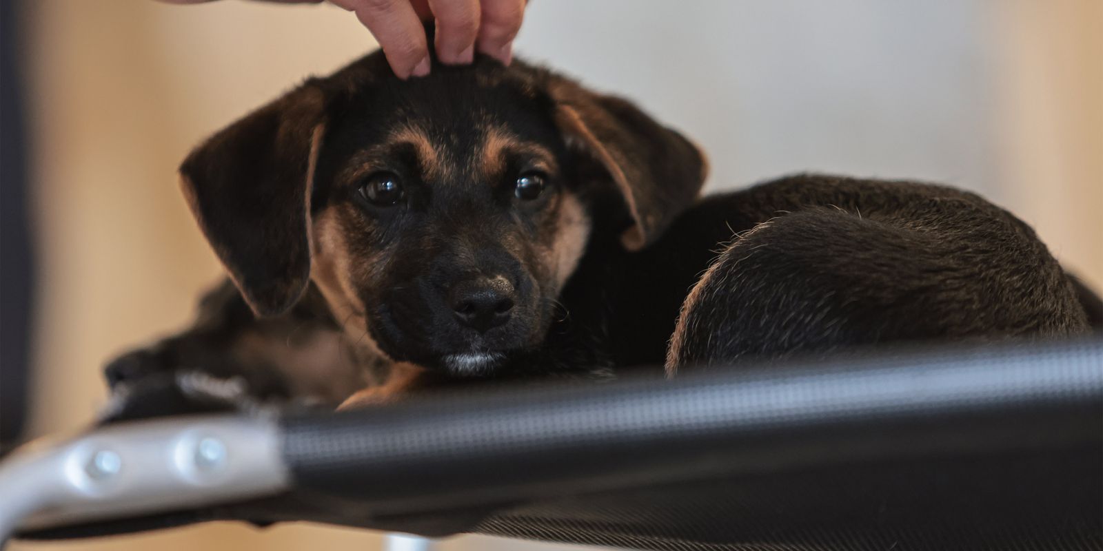 Nova legislação estabelece diretrizes para a guarda compartilhada de animais de estimação