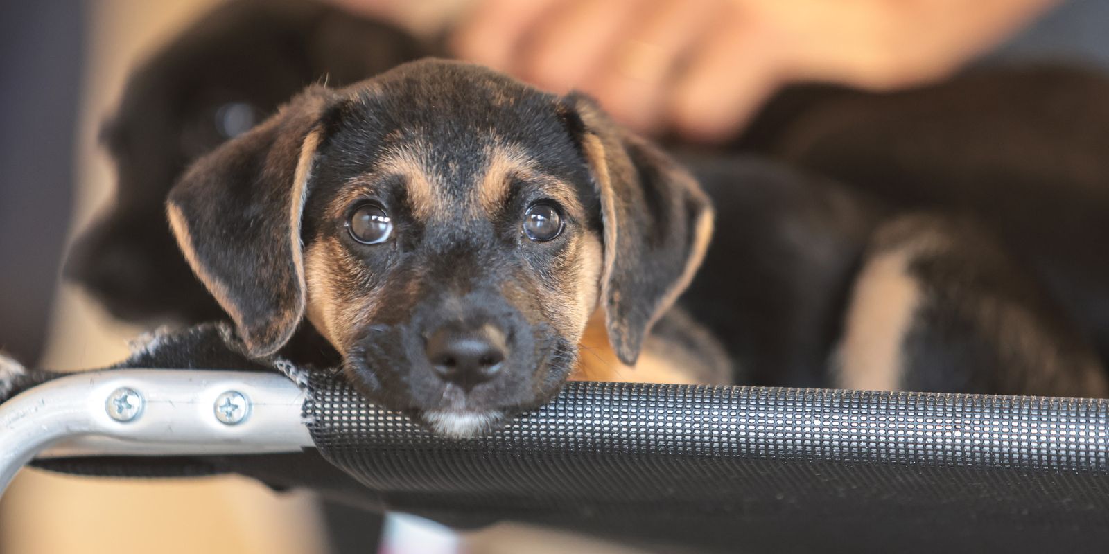 Mapa inicia consulta pública para regulamentar genéricos e similares veterinários