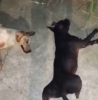 Polícia Civil de Goiás investiga suposto atropelamento intencional que resultou na morte de cinco cães