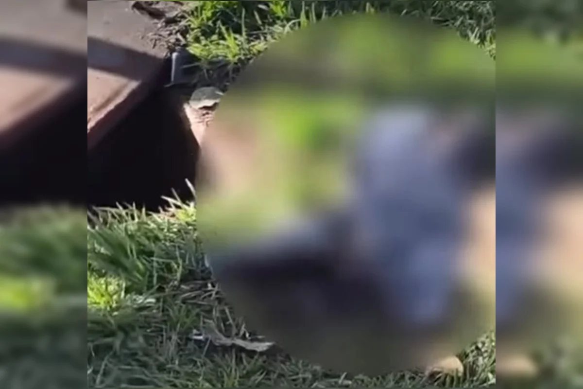 Restos mortais de feto são encontrados em caixa de gordura em Aparecida de Goiânia