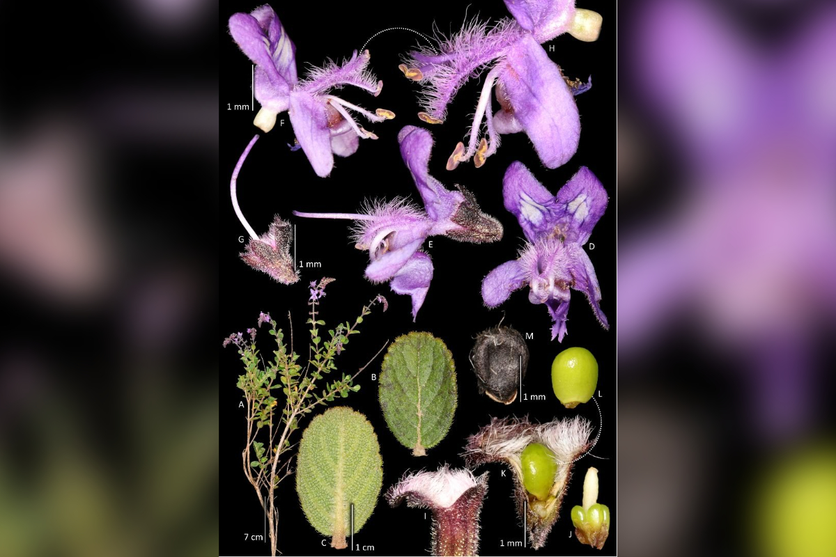 Nova espécie de planta é identificada na Serra do Espinhaço, em Minas Gerais