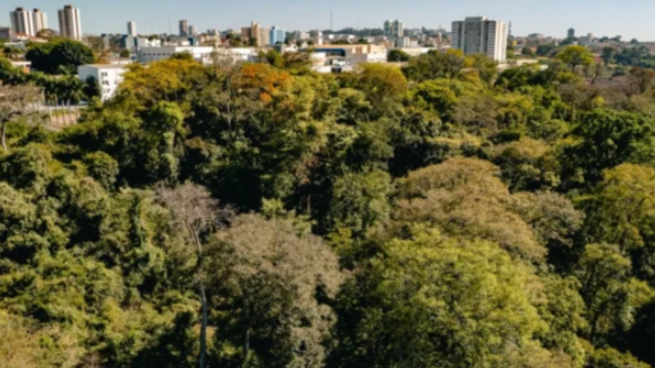 Anápolis implementa plano de arborização para plantar mil árvores anualmente