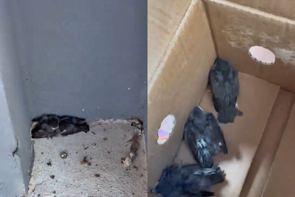 Biomédica salva aves atropeladas em estacionamento de shopping