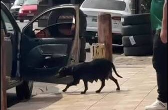 Homem é flagrado abandonando cadela em Anápolis; crime de abandono animal pode levar à punição