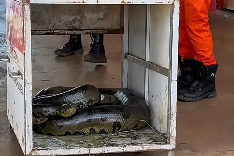 Sucuri de 4 metros e 70 kg é resgatada em área residencial de Quirinópolis, Goiás
