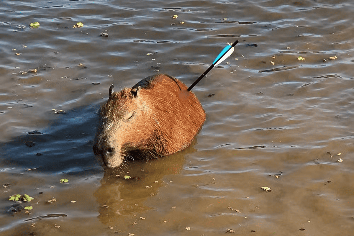 Capivara atingida por flecha morre após resgate na Guarapiranga
