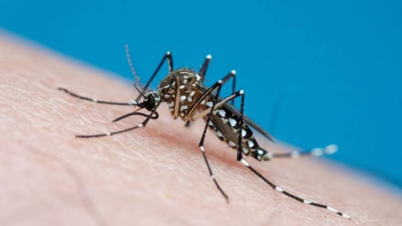 Goiás registra alta de 15% nos casos de dengue em 2026 e estado contabiliza 75 mortes