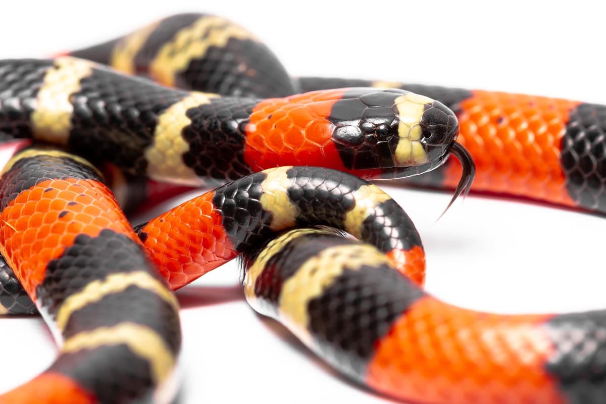 Identificação de cobra coral baseada em cores é mito perigoso no Brasil