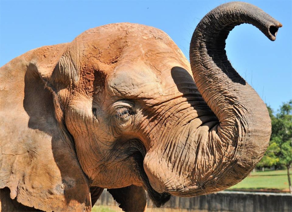 Mulher invade recinto do elefante Chocolate no Zoológico de Brasília