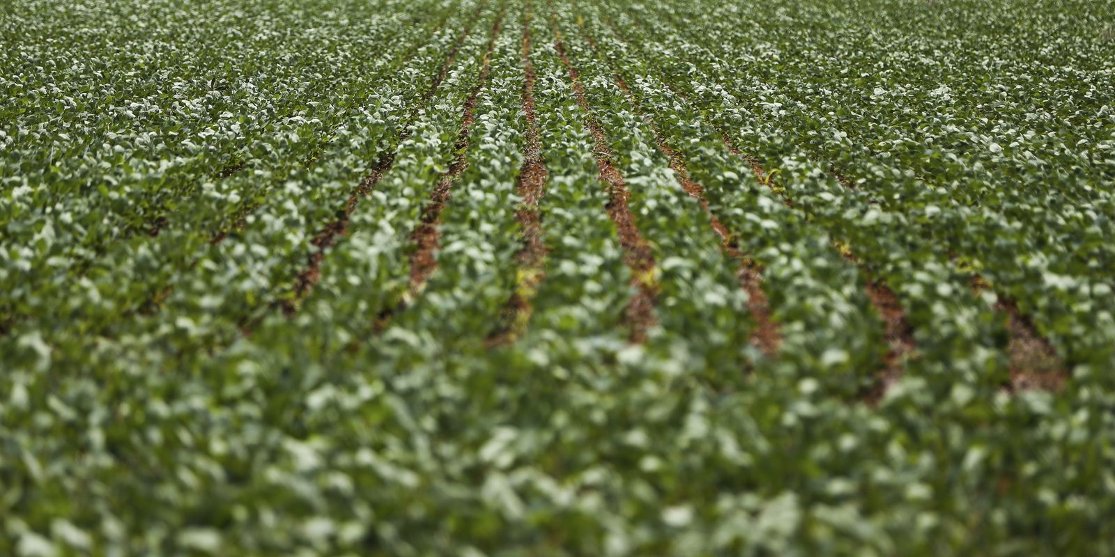 Renegociação de dívidas rurais: governo e Frente Parlamentar da Agropecuária encerram reunião sem acordo