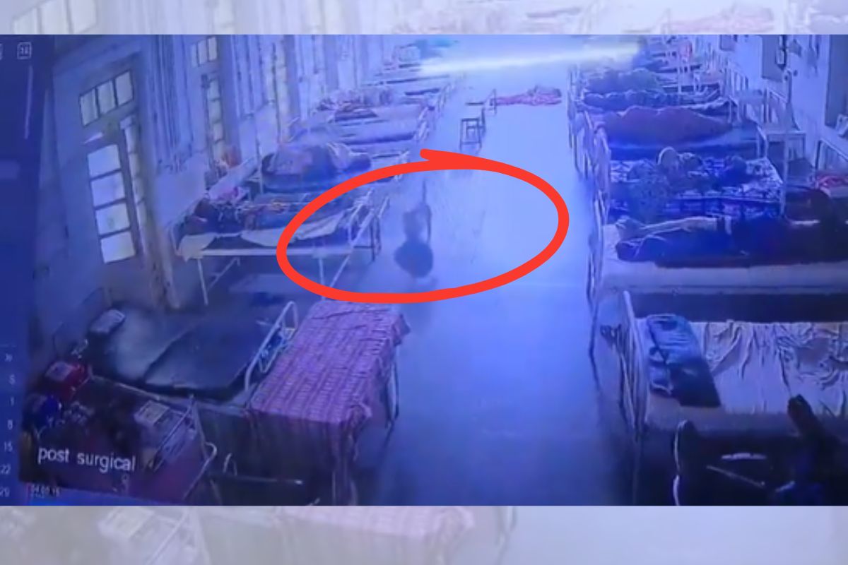 Cachorro furta bolsa com R$ 21 mil em joias e dinheiro em hospital na Índia