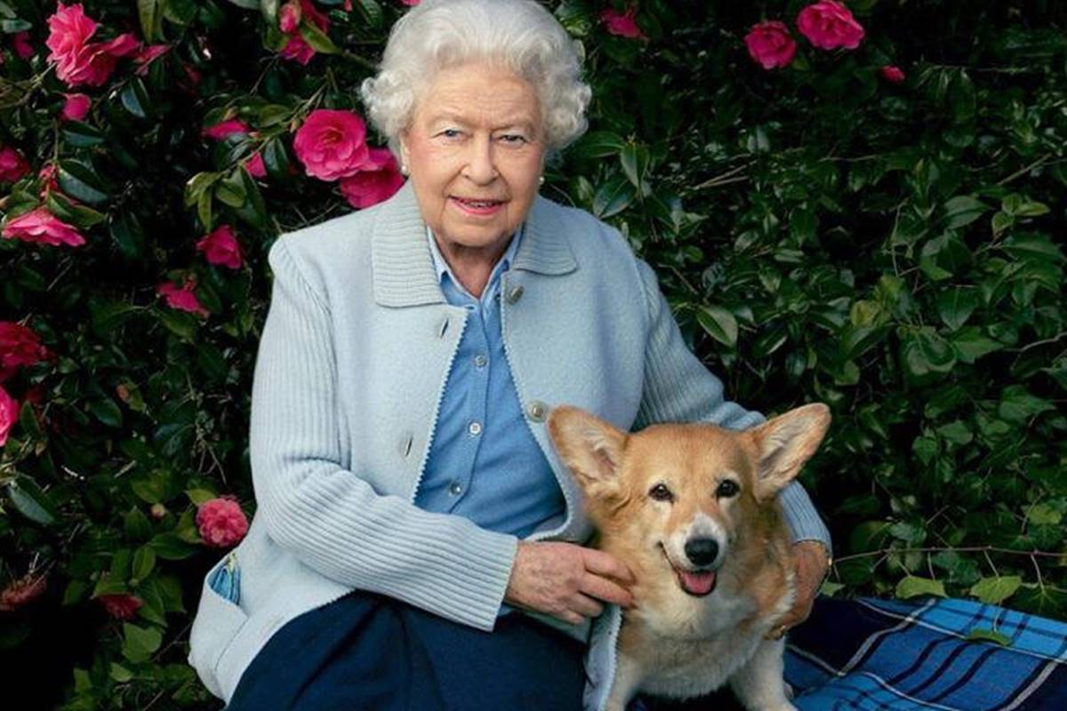 Como viviam os corgis da rainha Elizabeth com cardápio exclusivo e chef particular