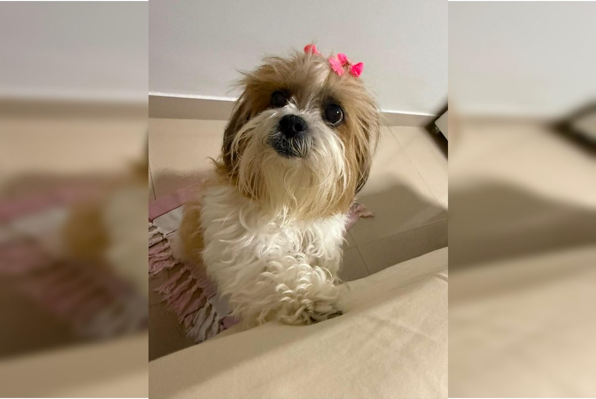 Polícia investiga o caso da cadela Vidinha morta e enterrada após vizinha mentir no DF