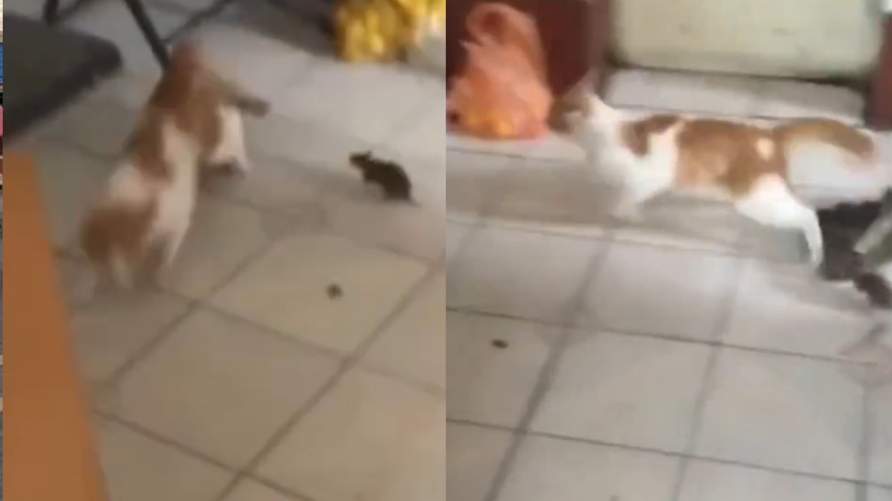 Gato vai ao sítio pela primeira vez e leva susto ao ser perseguido por rato