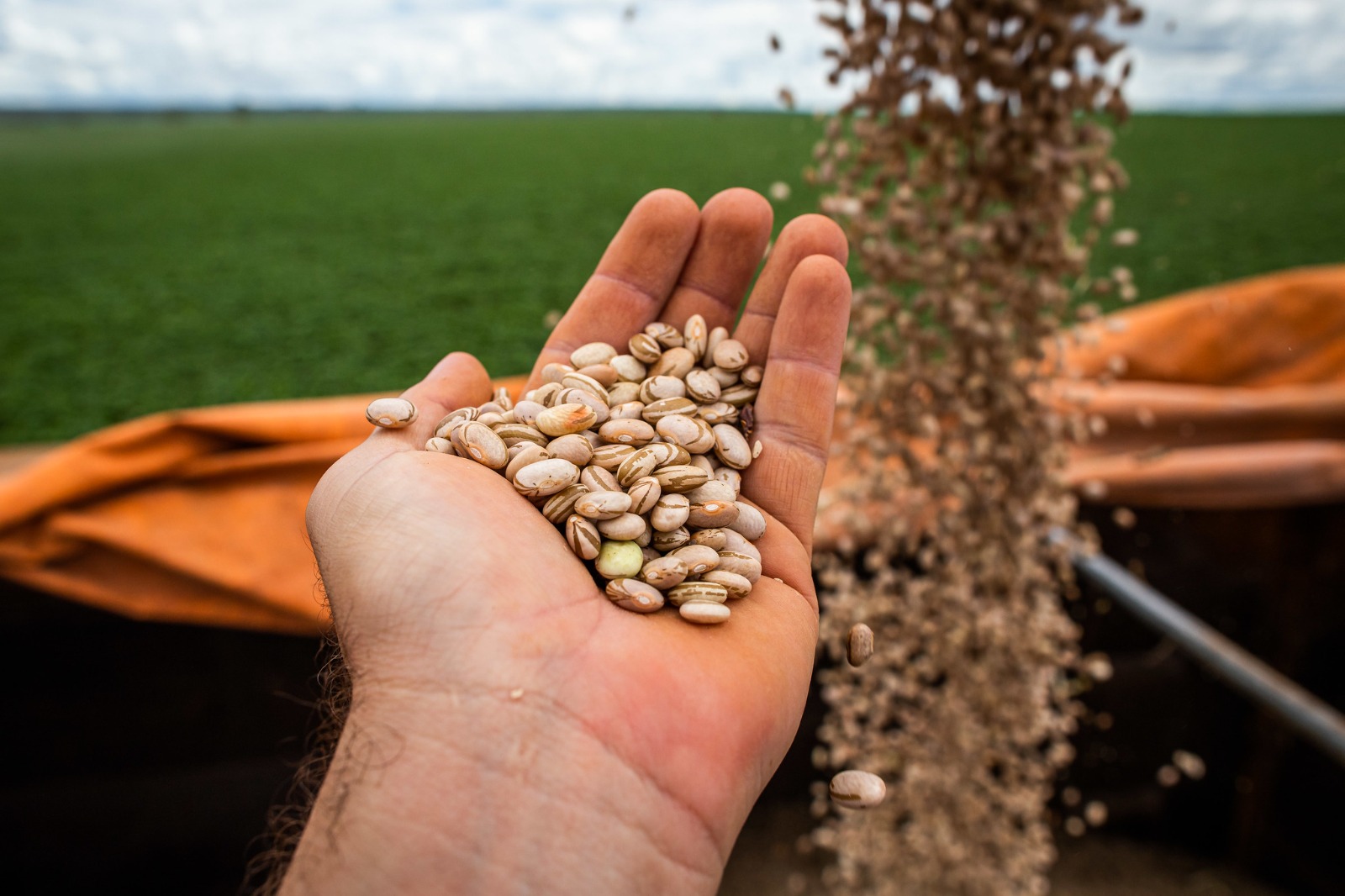Goiás avança na produção de feijão e atinge 2ª maior produtividade do Brasil