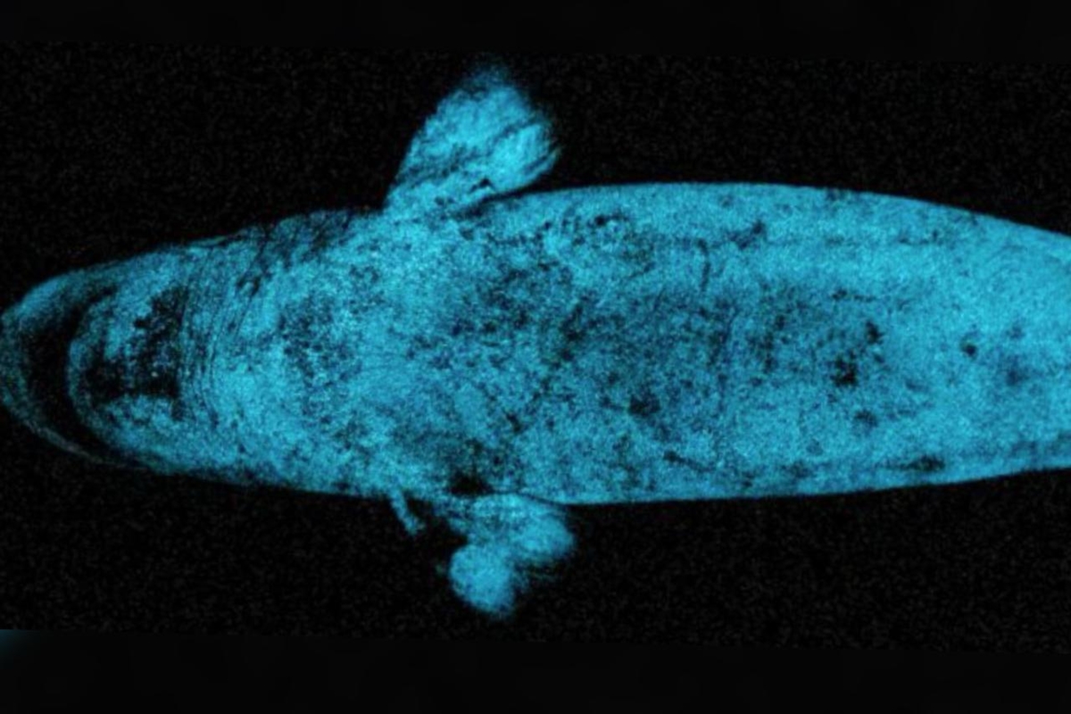 Tubarão bioluminescente usa o próprio brilho como farol para caçar presas no oceano