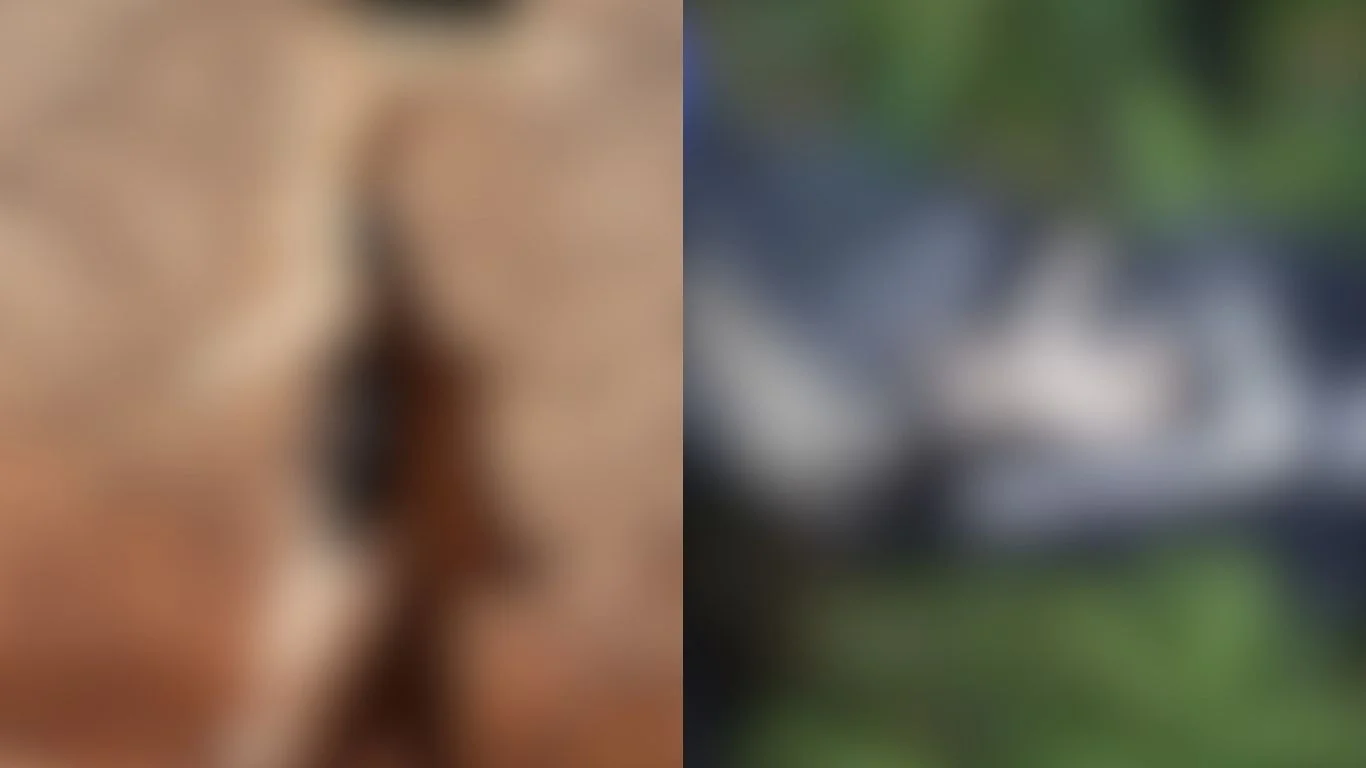 Idoso é preso em Goiânia suspeito de matar gato da vizinha com armadilha de arame