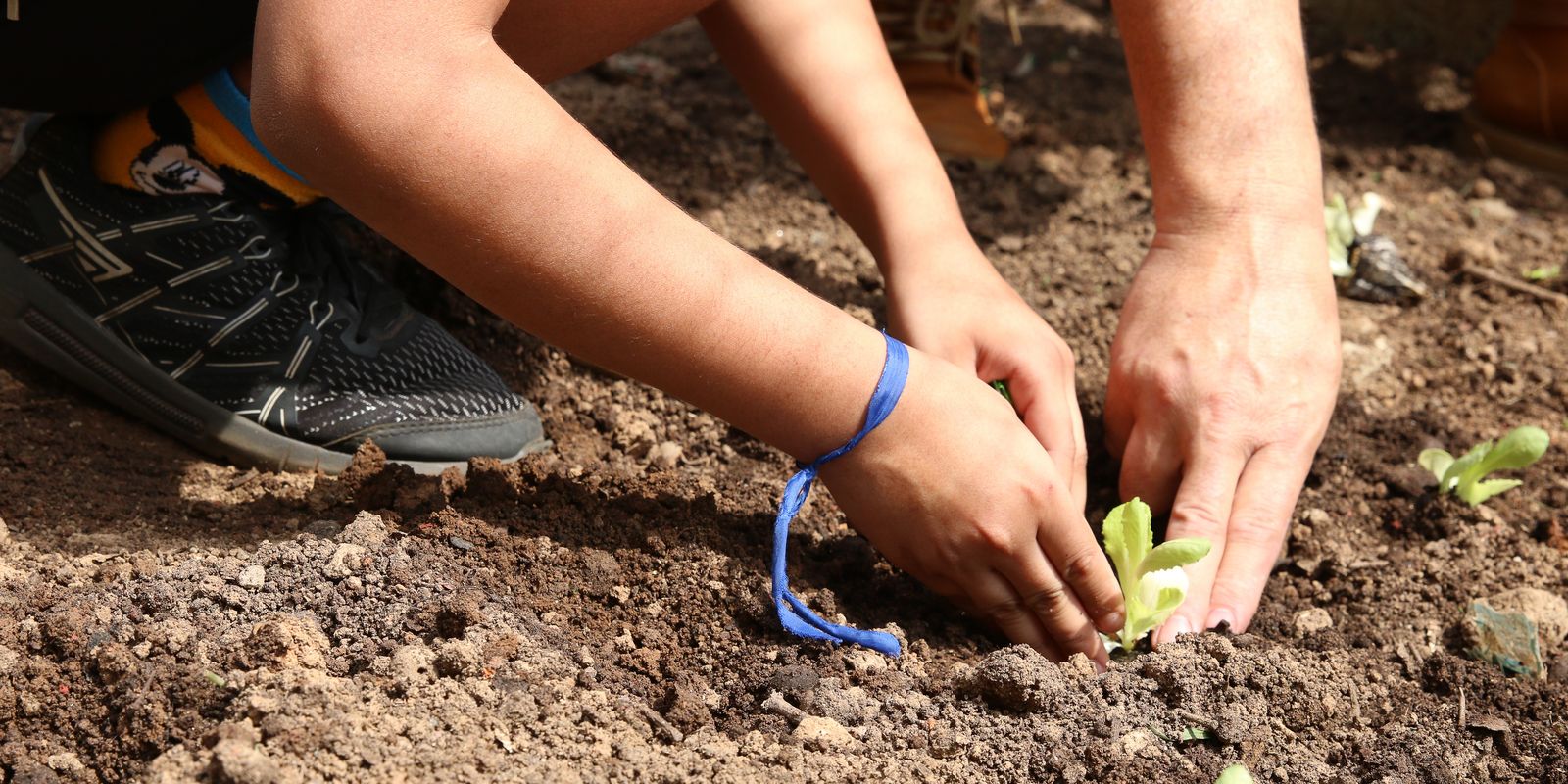 Carta busca apoio de candidatos para pautas de agroecologia em São Paulo
