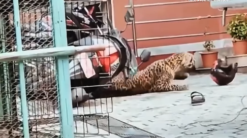 Ataque de leopardo deixa agente florestal ferido durante resgate no Nepal