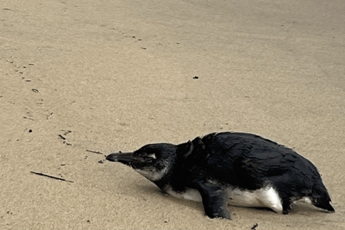Pinguim-de-Magalhães resgatado em Ilhabela com problemas respiratórios