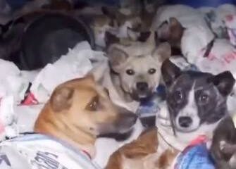 Polícia resgata cães em caminhão na Indonésia