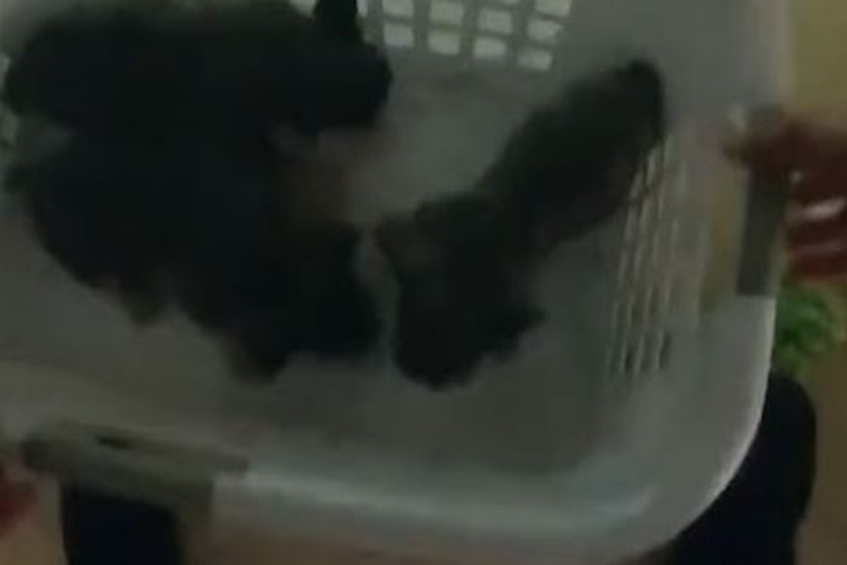 Câmeras corporais registram resgate de animais durante incêndio nos EUA