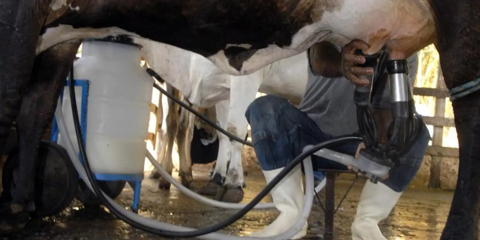 Produção de leite atinge patamar recorde com alta na produtividade em 2025