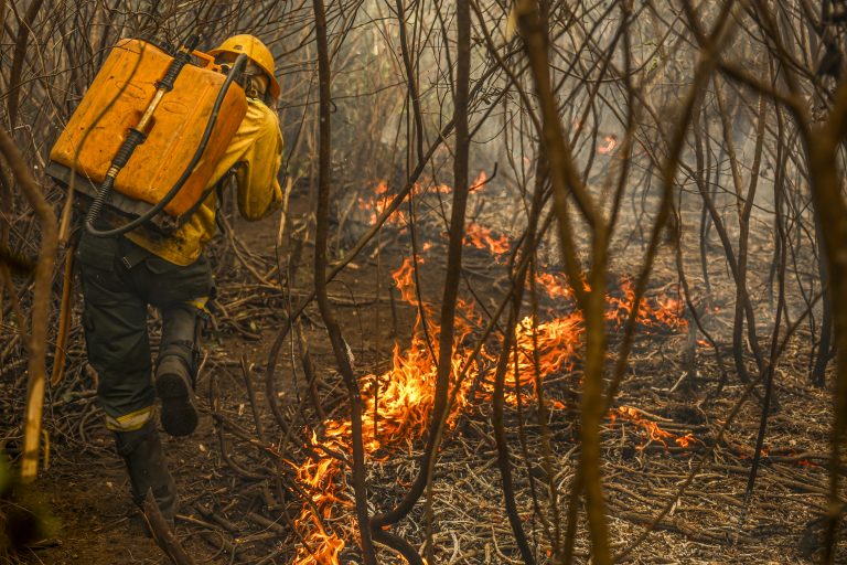 Projeto de lei institui o boi bombeiro para combate a incêndios no Pantanal
