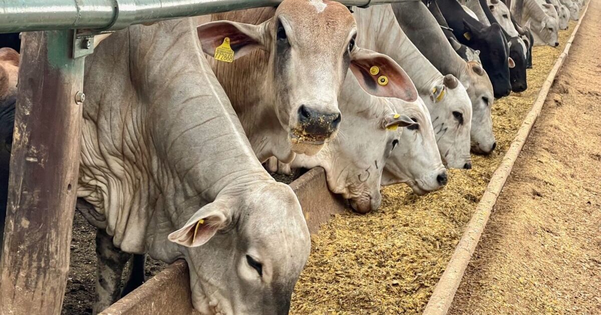 Entenda por que a eficiência no confinamento bovino supera o custo da ração
