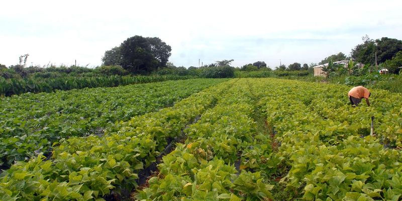Governo federal libera crédito extraordinário para segurança alimentar e povos indígenas
