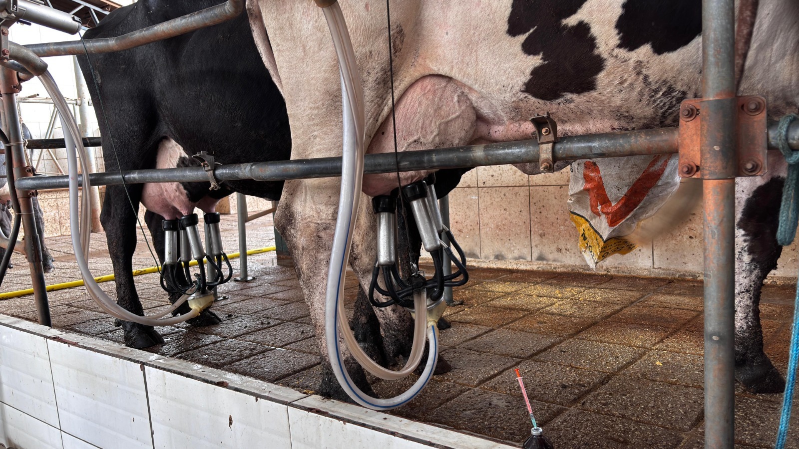 A valorização do leite garante alta rentabilidade aos produtores goianos em 2026