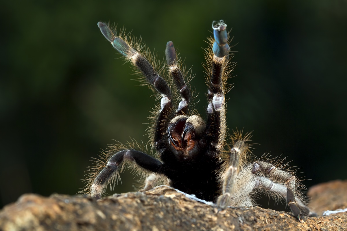 Aranha-caranguejeira ajuda no controle natural de pragas urbanas
