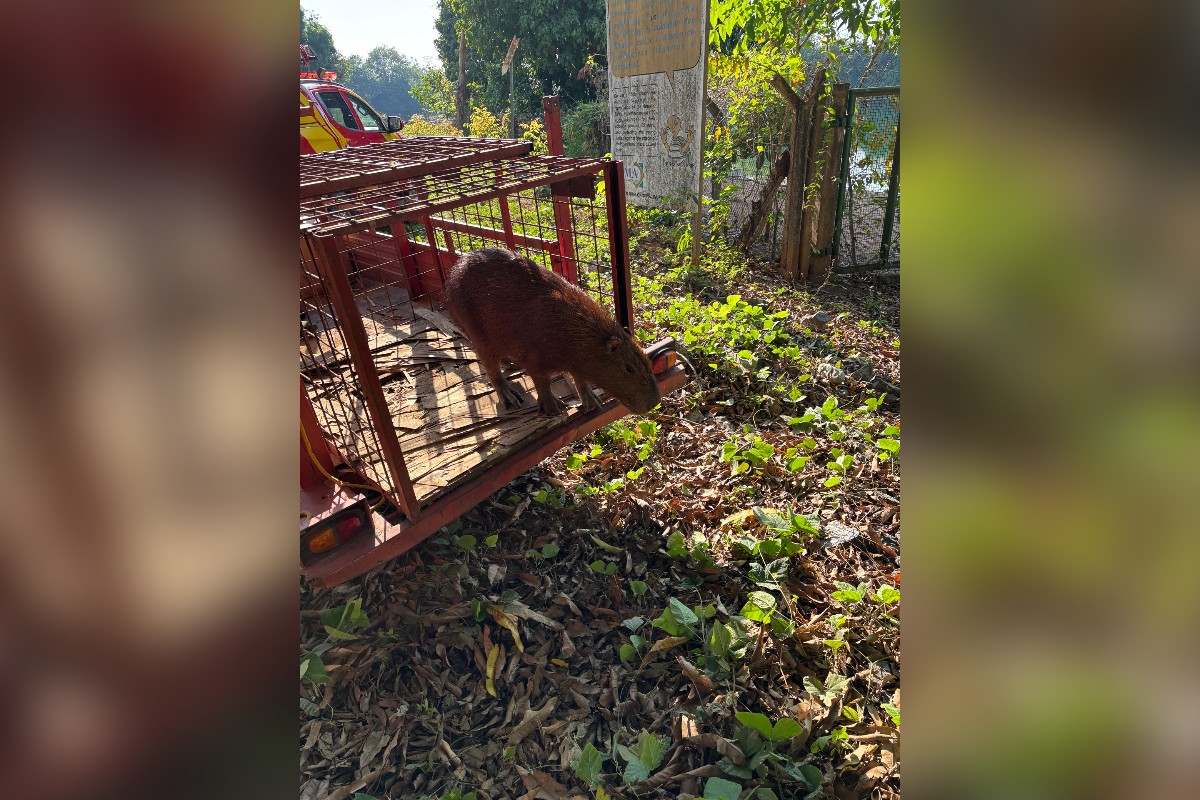 Resgate de capivara mobiliza bombeiros em hospital de Goiás