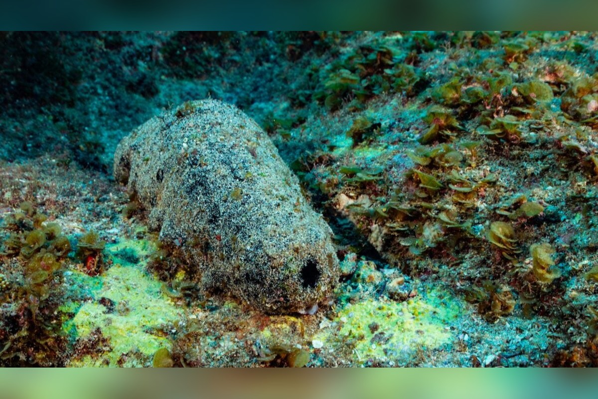 Pepino-do-mar: criatura que parece cocô pode viver mais de 120 anos