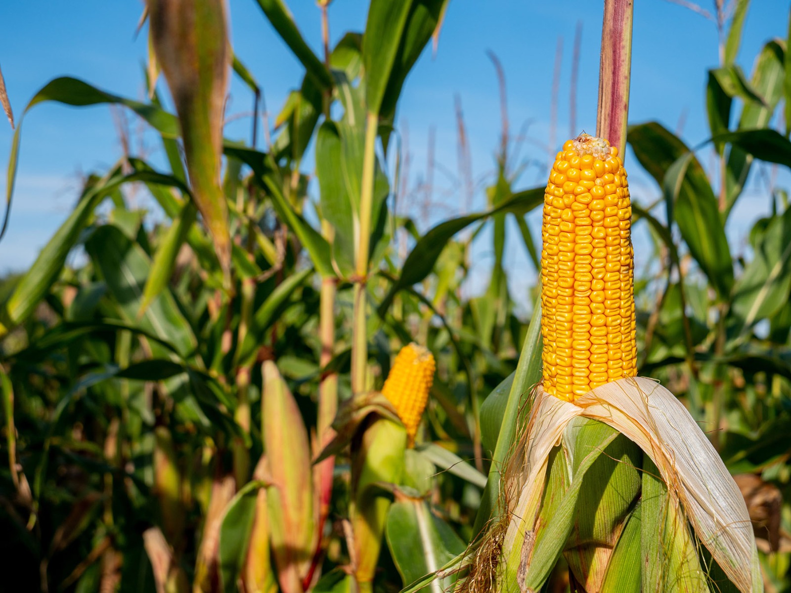 El niño acende alerta para riscos na safra 2026/2027 de soja e milho