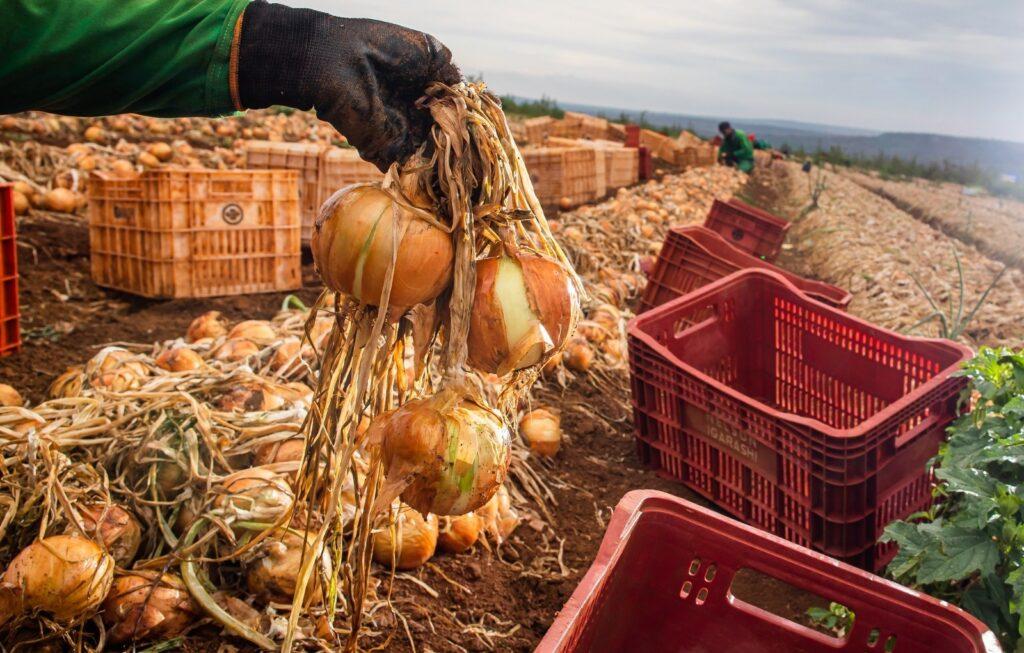 Produção de cebola em Goiás cresce 32,6% com salto na produtividade